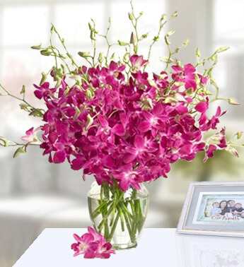 20 stems of Purple Orchids in a Glass Vase Warm Glow