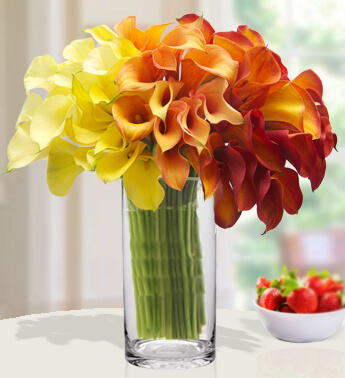 20 Yellow, 20 Orange and 20 Red Calla Lilies in a Glass Vase. Magnifying Beauty