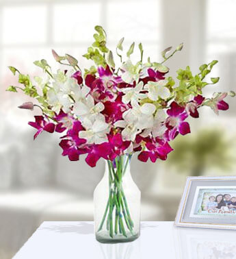 10 Stems of Purple and 10 Stems of White Orchids in a glass vase. Elegant Purple & White Orchids